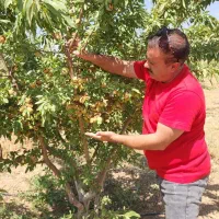 فروش انواع نهال بادام و گردو دیرگل