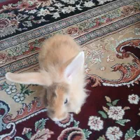 بچه خرگوش|موش و خرگوش|تهران, شارق|دیوار