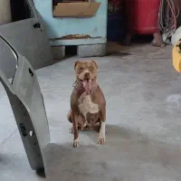 سگ پیتبول|حیوانات|ماهدشت, |دیوار