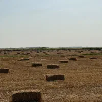 کاه جو|لوازم جانبی حیوانات|آق قلا, |دیوار