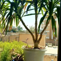 گیاه یوکا