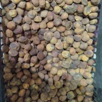 زردآلو تازه امسال|خوردنی و آشامیدنی|انگوران, |دیوار