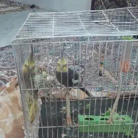 یک جفت عروس هلندی نر و ماده خیلی سر حال