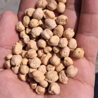 نخود بهاره بوجاری شده ۴۰من فروشی درجه یک جوانرود