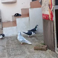 کبوتر اصفهانی رنگی