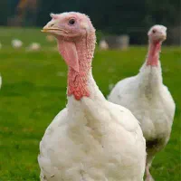 جوجه بوقلمون بیوتی ۶