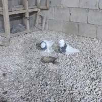 یک جفت کبوتر طوقی سالم و خوب