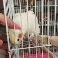 عروس هلندی لوتینو|پرنده|شهریار, شهرک وائین|دیوار