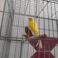 ماده قناری|پرنده|بندر ماهشهر, |دیوار