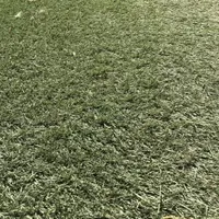 چمن