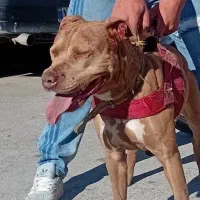 معاوضه ی پاکوتاه با کفتر تهرانی بگرد