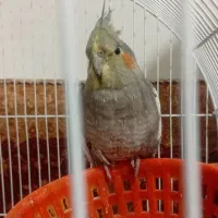 سه عدد عروس هلندی|پرنده|شوش, |دیوار