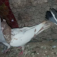 جوجه سینه ای