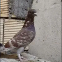 جوجه سرخ دم سابونی ماده