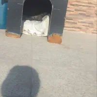 لانه چوبی|لوازم جانبی حیوانات|محمدشهر, محمدشهر|دیوار