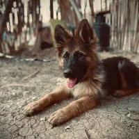 ژرمن شولاین|سگ|یاسوج, |دیوار