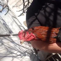 خروس لاری
