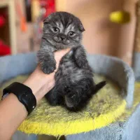 گربه اسکاتیش فولد|گربه|صدرا-فارس, فاز ۱|دیوار