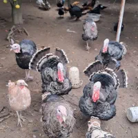 بوقلمون|حیوانات مزرعه|چابکسر, |دیوار