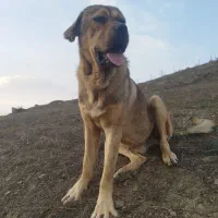 سگ میکس سراب ،پژدر،خالص ۱۳ماه|سگ|رحیم‌آباد, |دیوار