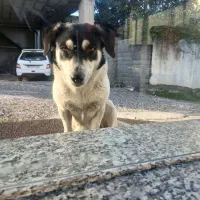 دو سگ گمشده