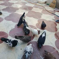 کفتر|پرنده|شیراز, بید زرد|دیوار