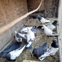 کفترکله سیاه دمبی سینه ای قیل کله ای سبز رنگی|پرنده|مبارکه, |دیوار