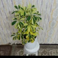 گل های زیبا