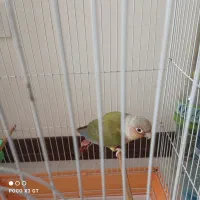 فروش طوطی گرینچیک