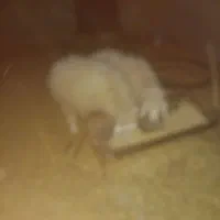 گوسفند.میش وبره نره.۴۰ کیلو.|حیوانات مزرعه|کرمان, |دیوار