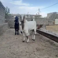 بزغاله  نر تخمی