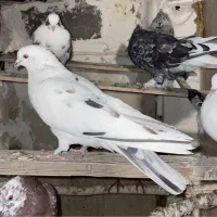 چند تا کفتر اصیل تهرانی|پرنده|تهران, شمشیری|دیوار