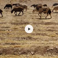 شیشک قوچ پلنگی