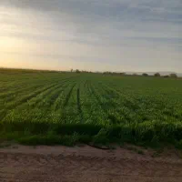 زمین کشاورزی