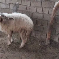 فروش گوسفندنر