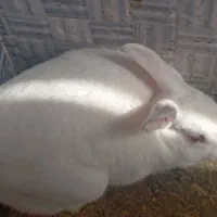 خرگوش وه بلدر چین