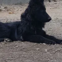 توله ژرمن بلک|سگ|شیراز, تاچارا|دیوار