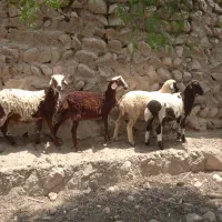 بره نر