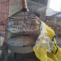 قفس پرنده|لوازم جانبی حیوانات|شیراز, وزیرآباد|دیوار