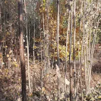 نهالستان گردو|خدمات باغبانی و درختکاری|سنندج, |دیوار