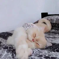 واگذاری غیر رایگان گربه|گربه|شهریار, شهرک وائین|دیوار