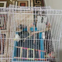 عروس هلندی|پرنده|کبودرآهنگ, |دیوار