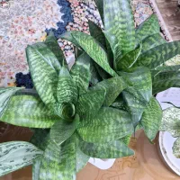 گل سانسوریا کوتاه