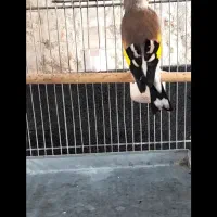 هایپر پرندگان|پرنده|بیجار, |دیوار