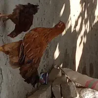 مرغ تخمگذار