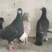 تعدادی پرنده