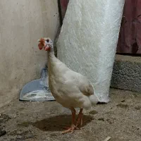 یک جفت مرغ شاخدار|حیوانات مزرعه|چغادک, |دیوار