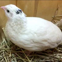 بلدرچین سفید