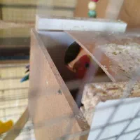 کوتوله برزیلی مولد