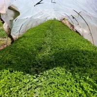 بذر آپاچی و نوتریکا